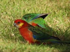 Platycercus icterotis