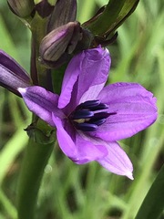Arthropodium