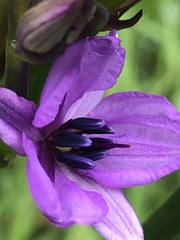Arthropodium
