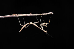 Archimantis latistyla