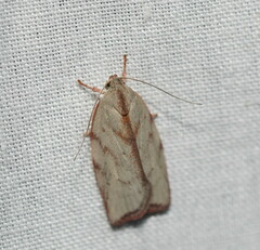 Euchaetis inceptella