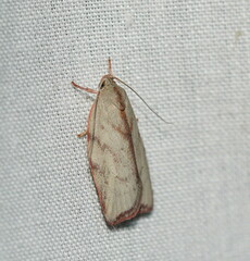 Euchaetis inceptella