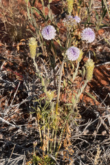 Trachymene glaucifolia