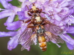 Sicus ferrugineus
