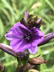 Arthropodium