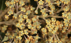 Pomaderris elliptica