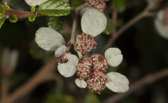 Pomaderris elliptica