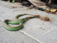 Trimeresurus macrops