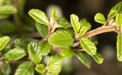 Pomaderris elliptica