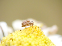 Sminthurus hispanicus