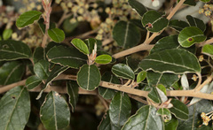 Pomaderris elliptica