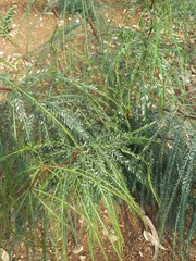 Parkinsonia aculeata