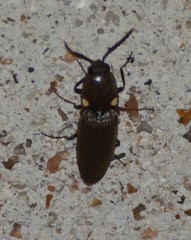 Deilelater physoderus