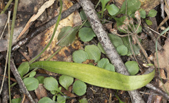 Glossodia major