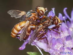 Sicus ferrugineus