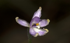 Glossodia major