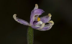Glossodia major