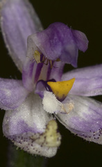 Glossodia major