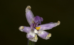 Glossodia major