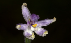 Glossodia major