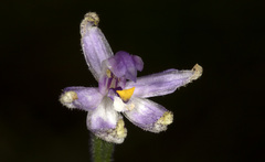 Glossodia major