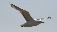 Larus schistisagus
