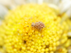 Sminthurus hispanicus