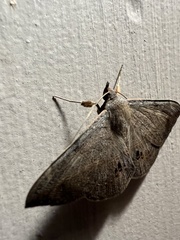 Anticarsia gemmatalis