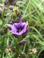 Arthropodium