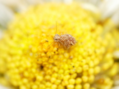 Sminthurus hispanicus