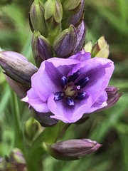 Arthropodium