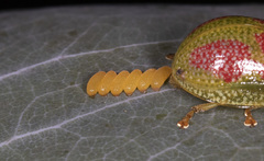 Paropsisterna fastidiosa