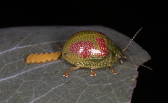 Paropsisterna fastidiosa