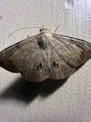 Anticarsia gemmatalis