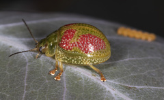 Paropsisterna fastidiosa