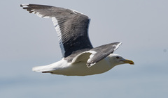 Larus schistisagus