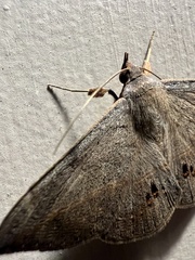 Anticarsia gemmatalis