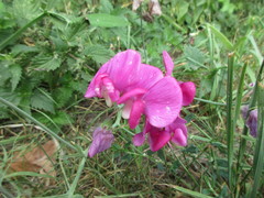 Lathyrus