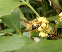 Vespa bicolor