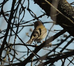 Phylloscopus trochilus