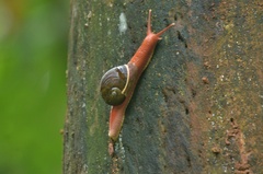 Indrella ampulla
