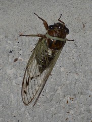 Diceroprocta marevagans