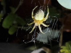 Araneus thaddeus