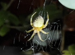 Araneus thaddeus