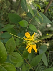 Senna occidentalis