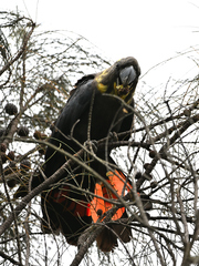 Calyptorhynchus lathami