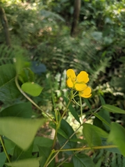 Senna occidentalis