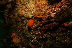 Mimachlamys asperrima