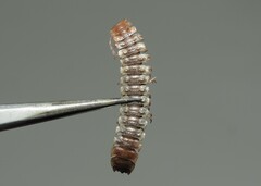 Polydesmus complanatus