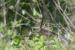Phylloscopus fuscatus